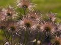 Pulsatilla vulgaris-12 Sasanka zwyczajna